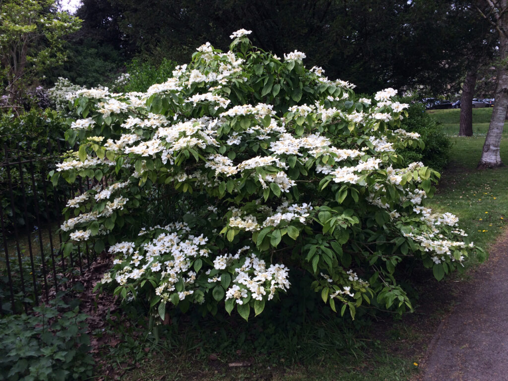 Hydrangea serrata: shrub in flower