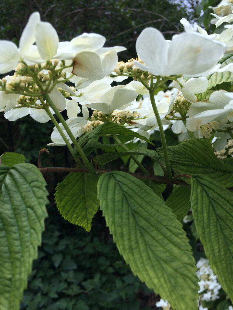 Hydrangea serrata: flowers and leaves