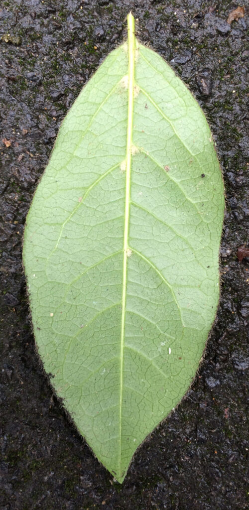 Viburnum tinus: leaf, lower surface