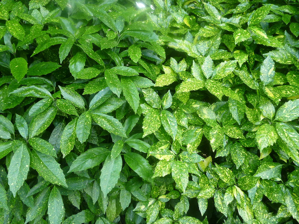 Aucuba japonica: leaves